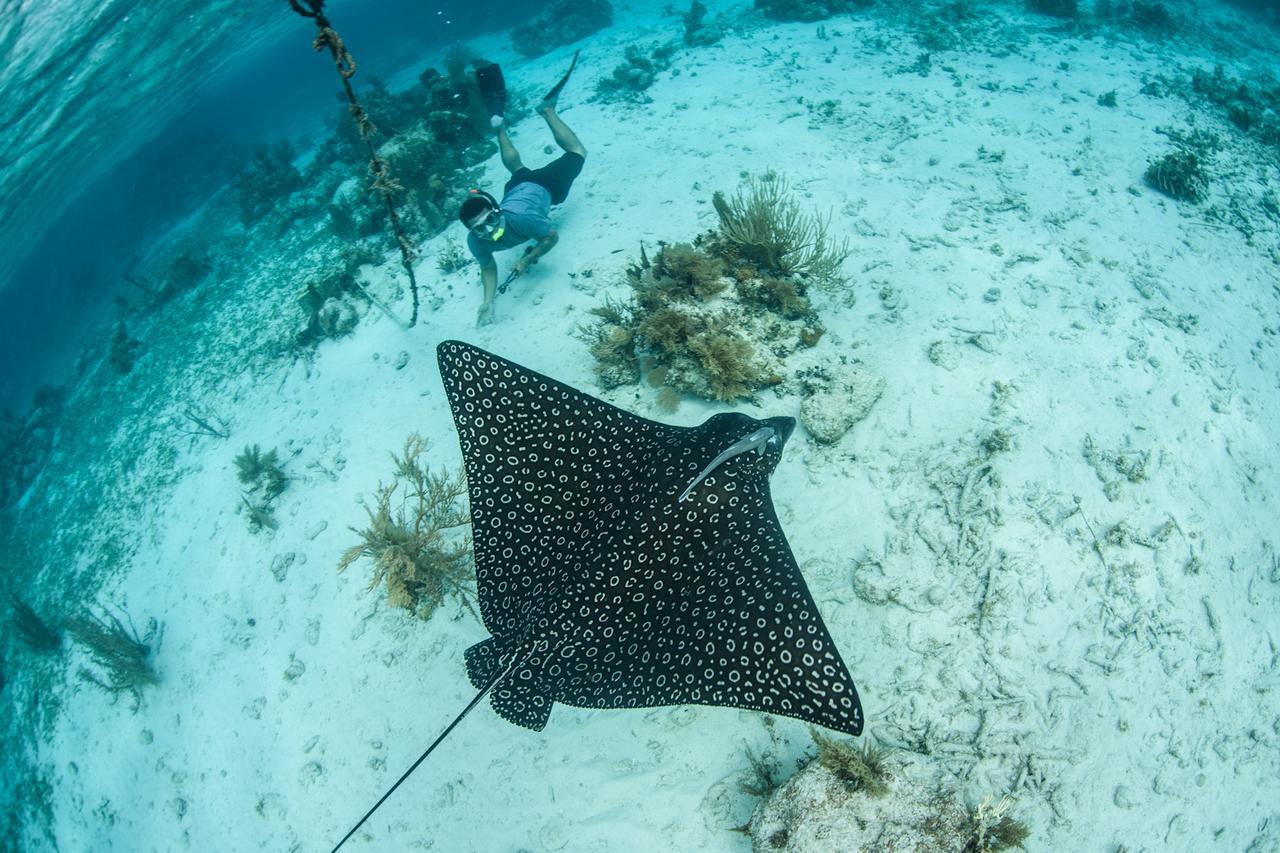 Turneffe Island Resort Turneffe Atoll المظهر الخارجي الصورة